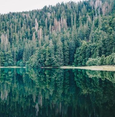 Bewaldetes Seeufer, das sich im ruhigen Wasser spiegelt